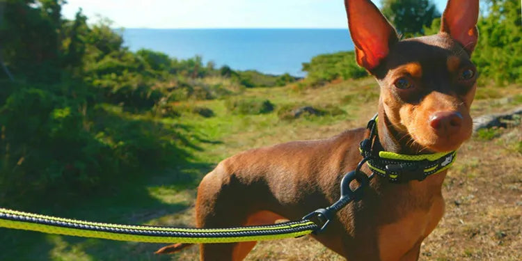 Truelove Soft Reflective Dog Leash