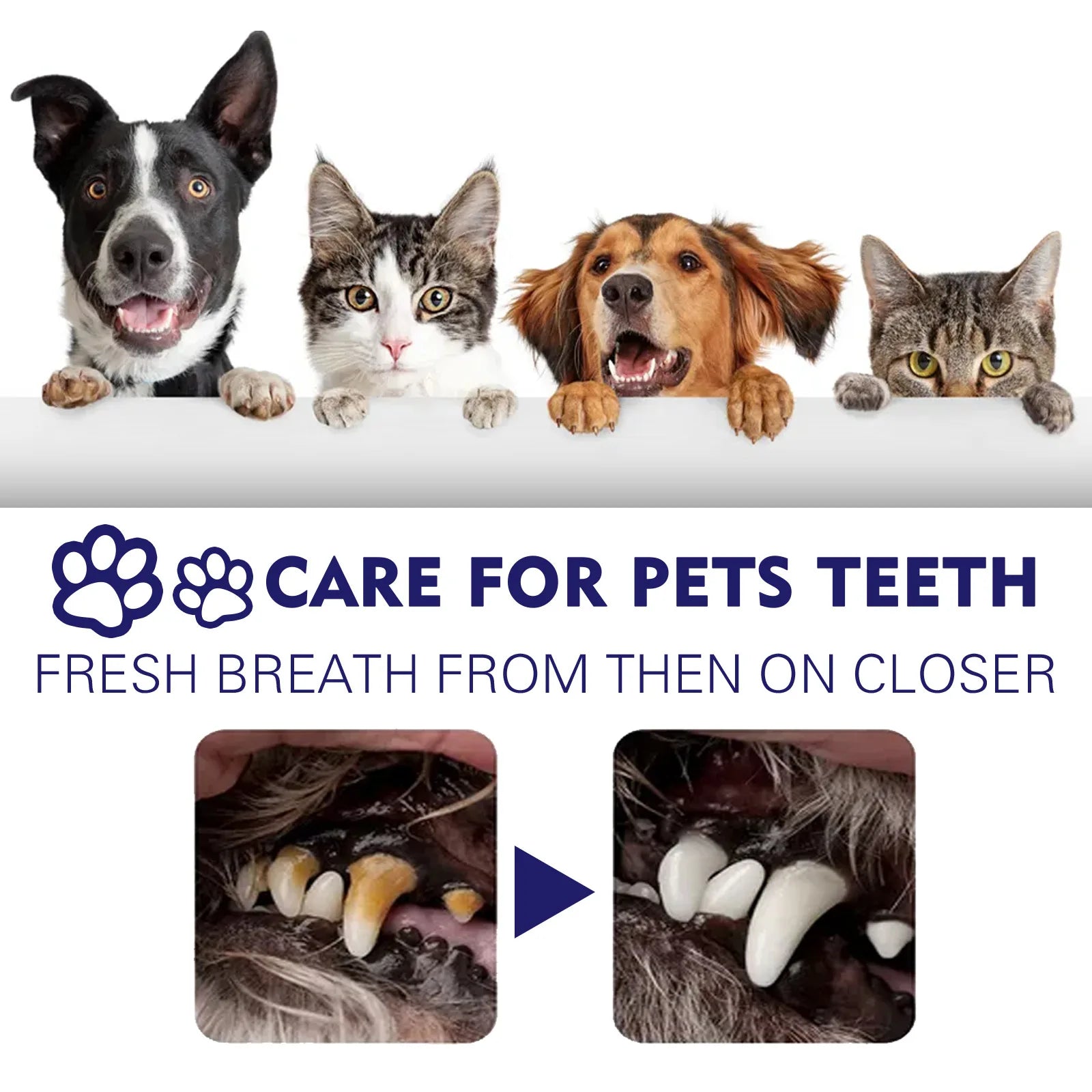 Pet Oral Clean Care Toothpaste