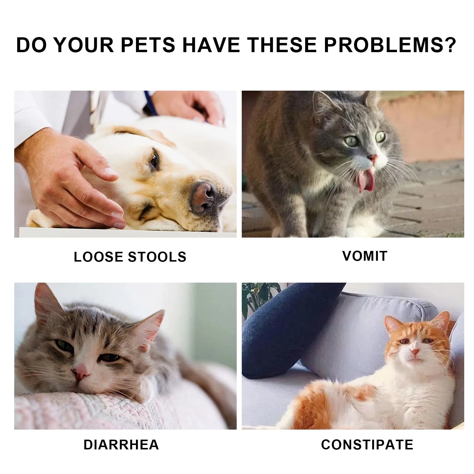 Enhanced Immunity Pet Oral Drops