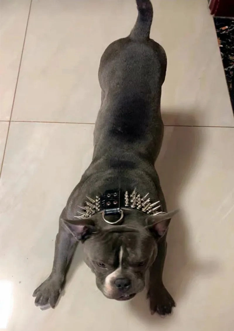 Rivet Spike Fashion Dog Collar