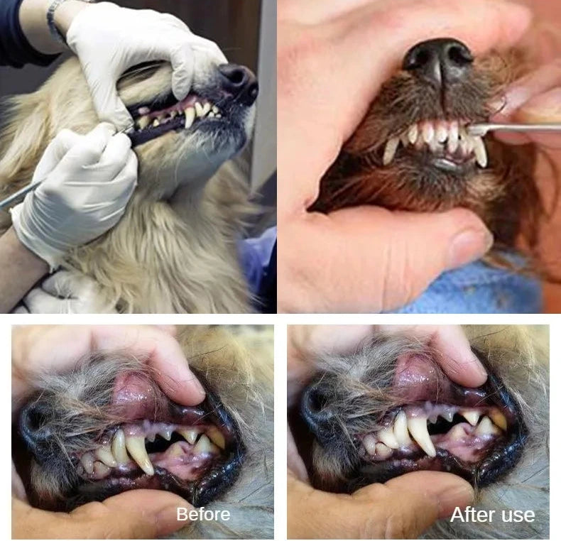 Pet Dentist Oral Care Tools