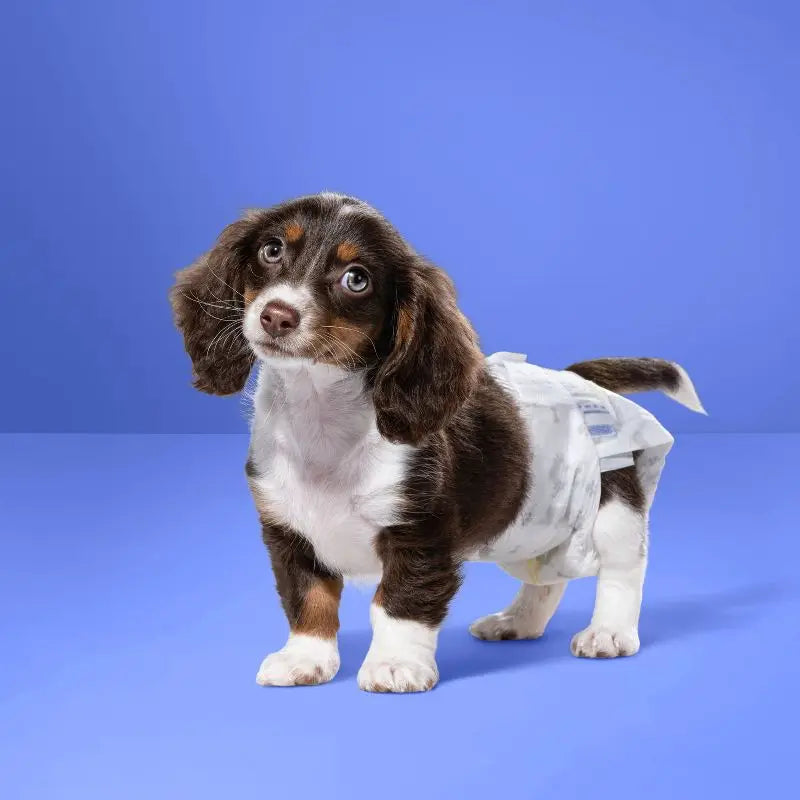 Leak-Proof Absorbent Dog Diapers