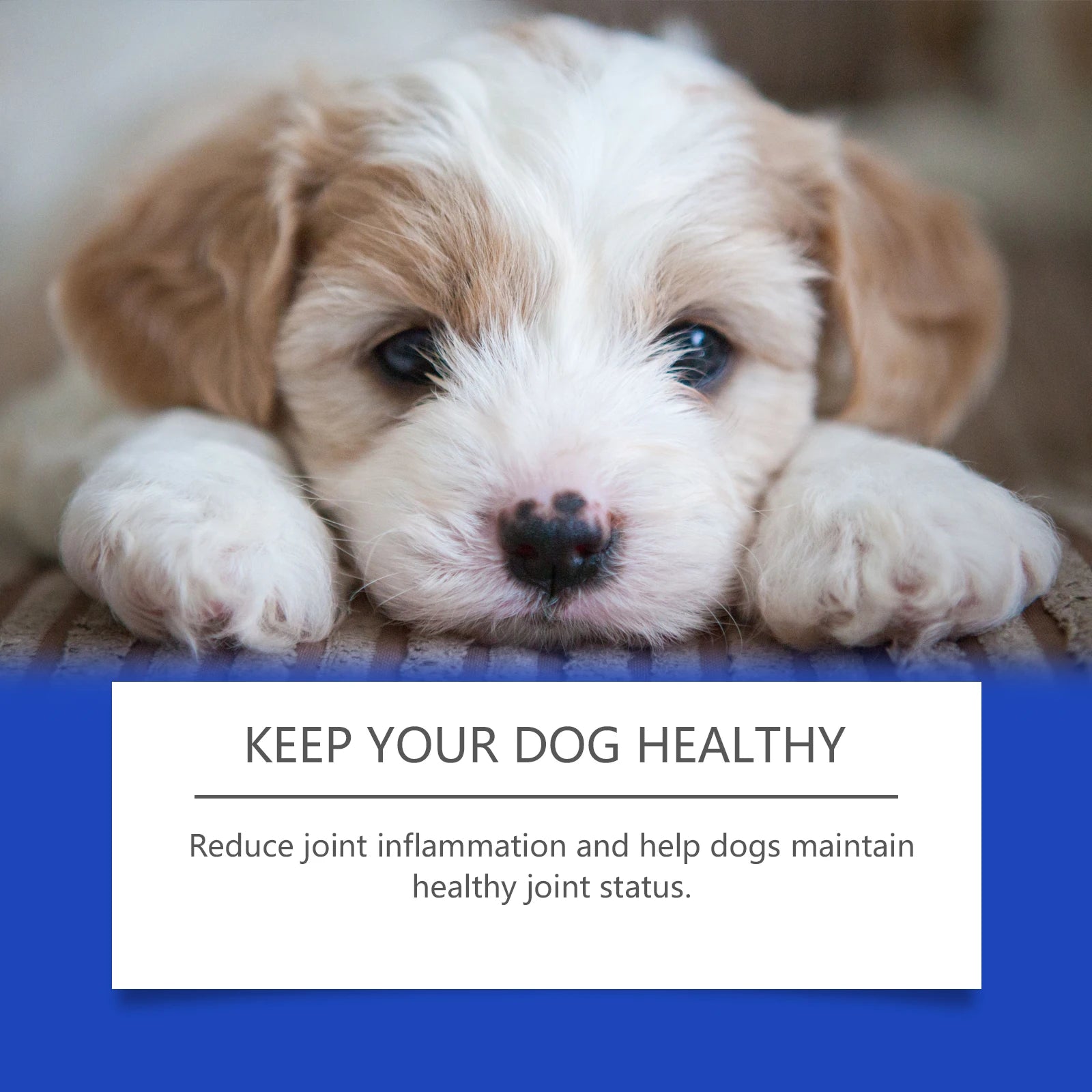 Dog Joint Relief Nutritional Supplement