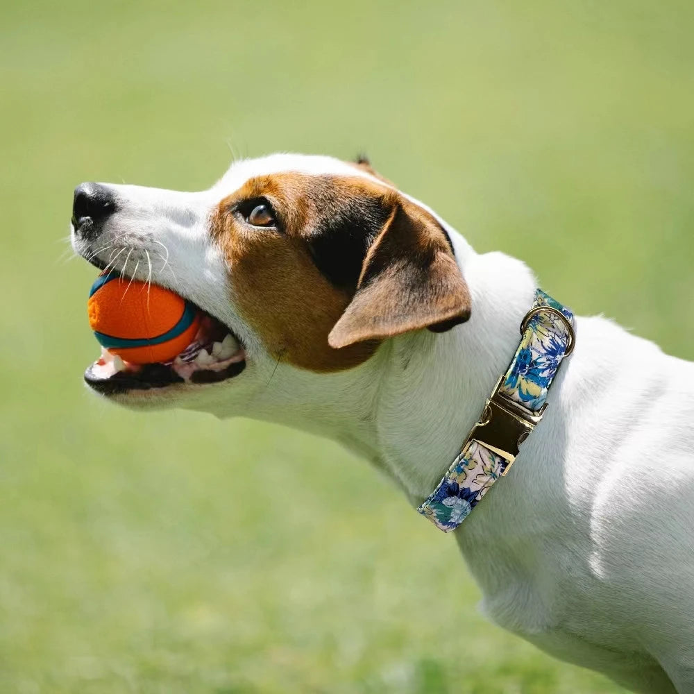 Customized Pet ID Tag Collar w/Engraved Nameplate