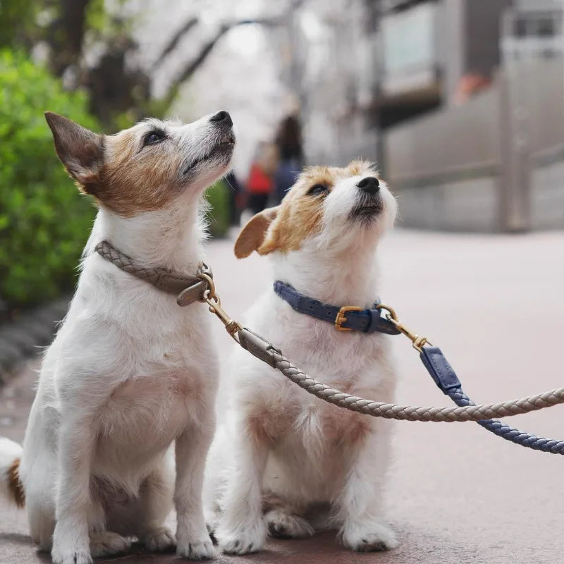 PU Leather Dog Collar Leash