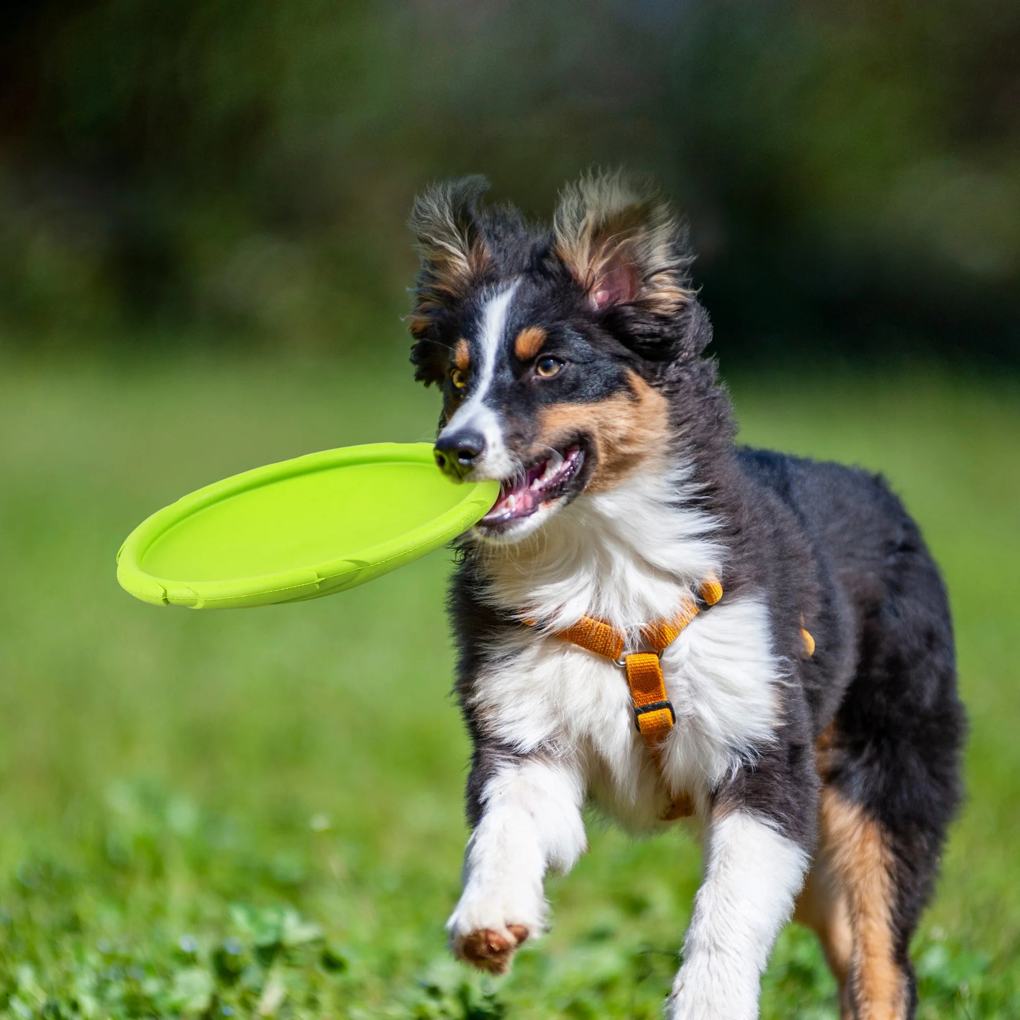 2-Pack Natural Rubber Dog Flying Frisbees