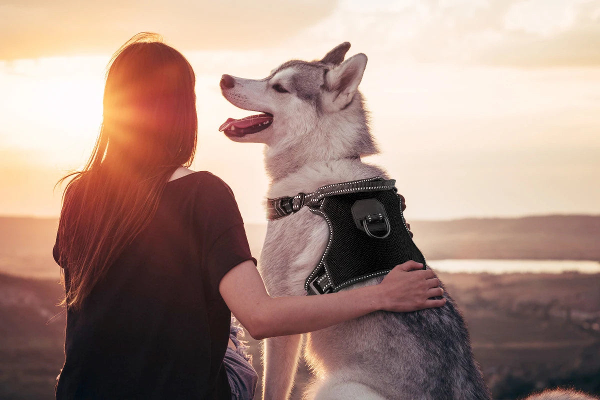 No-Pull Nylon Adjustable Reflective Dog Vest Harness w/ 2 Metal Leash Hooks