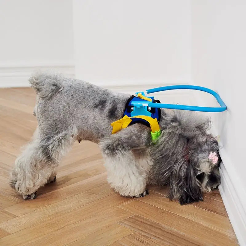 Anti-Collision Dog Collar