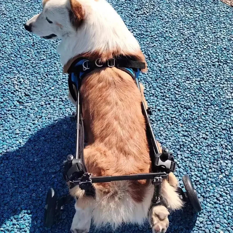 Rehab Dog Walking Assistance Vehicle