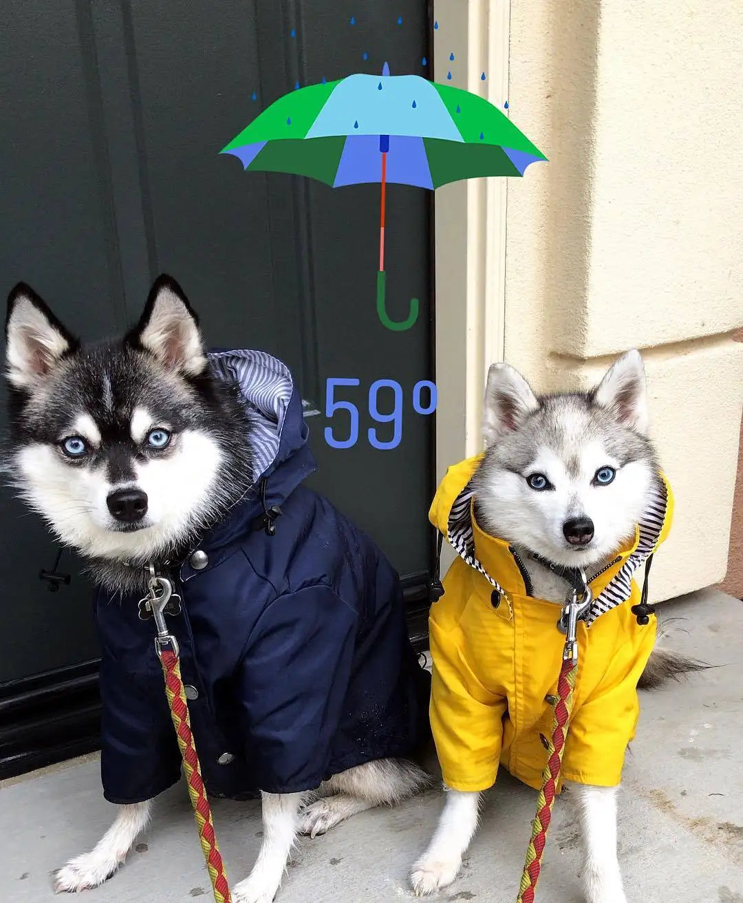 Stylish Colorful Hooded Waterproof Dog Rain Coat