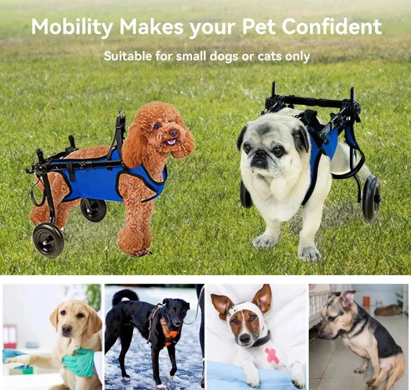Rehab Dog Walking Assistance Vehicle