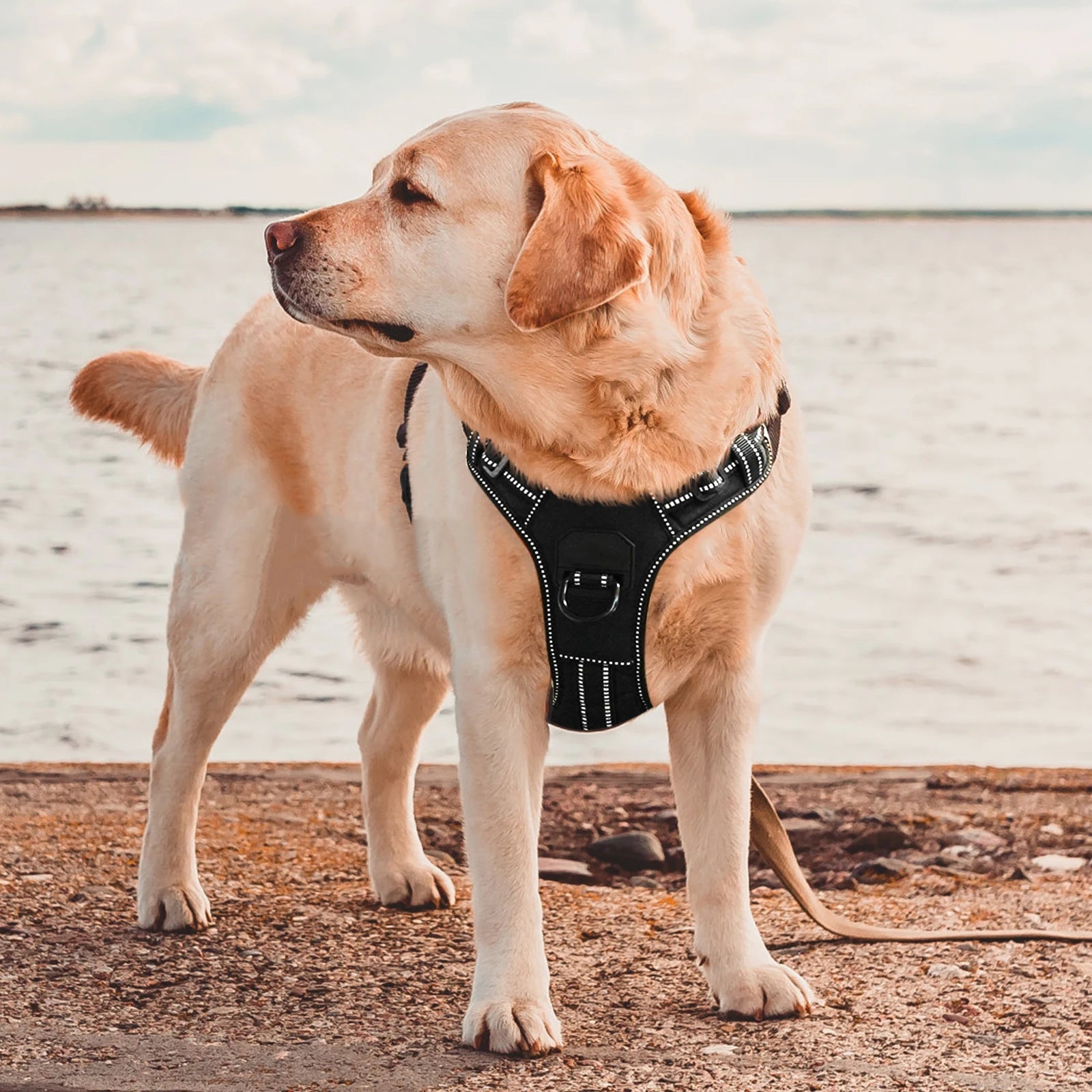 No-Pull Nylon Adjustable Reflective Dog Vest Harness w/ 2 Metal Leash Hooks