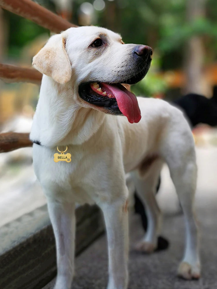 Stainless Steel Personalized Dog ID Tag