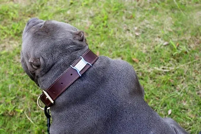 Custom Laser Engraved Pet ID Collar Charm