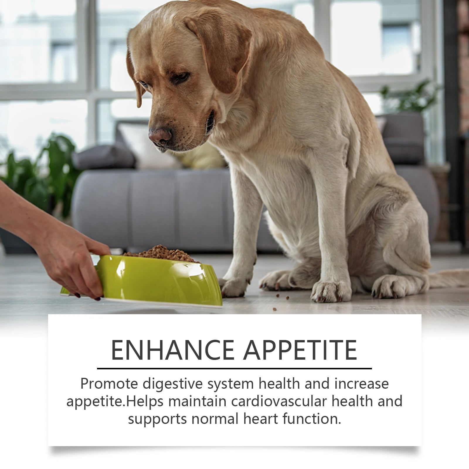 Senior Dog Metabolism & Immunity Boosting Multi-Vitamin Supplement Tablets