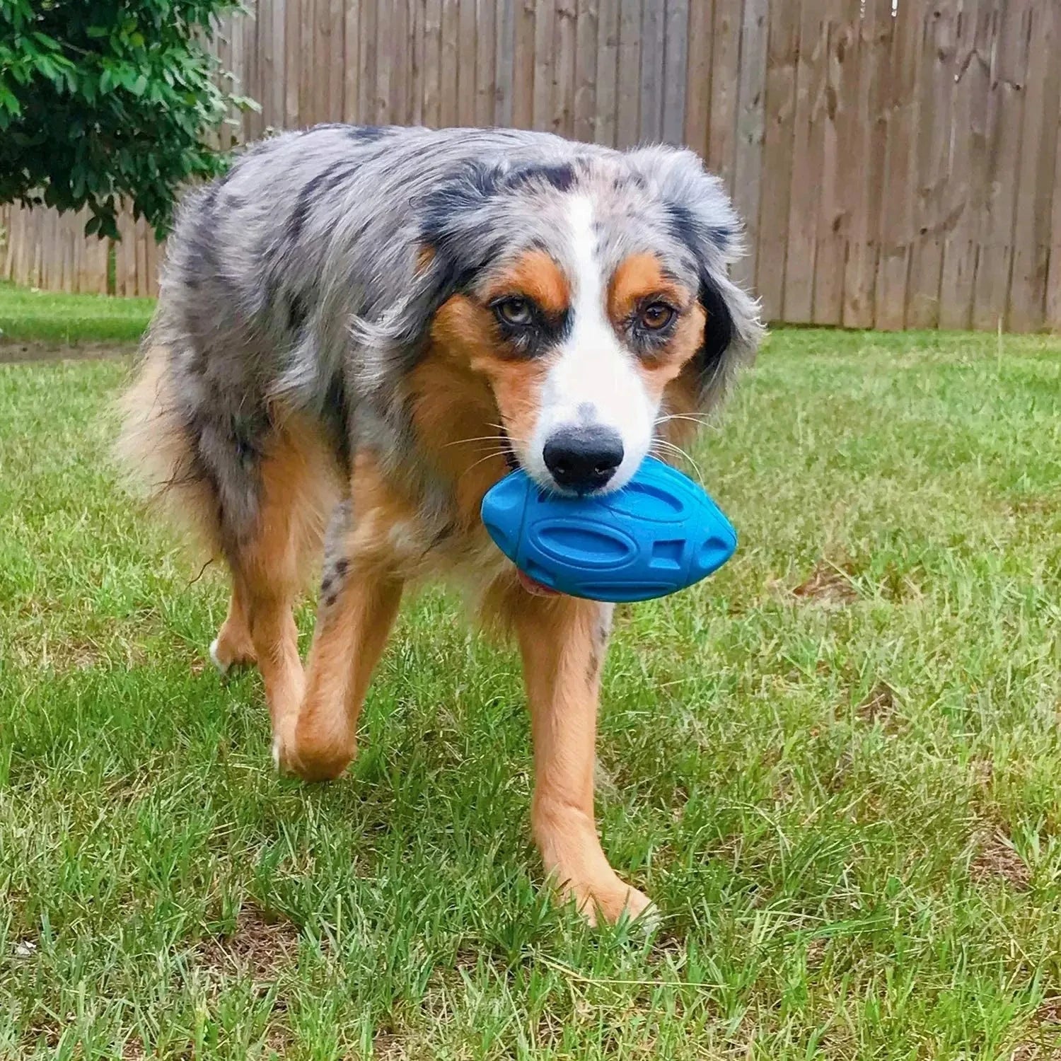 Squeaky Rubber Dog Football