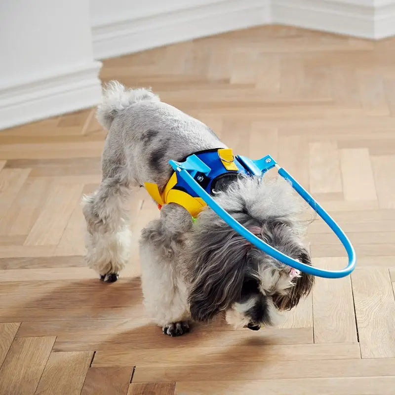 Anti-Collision Dog Collar