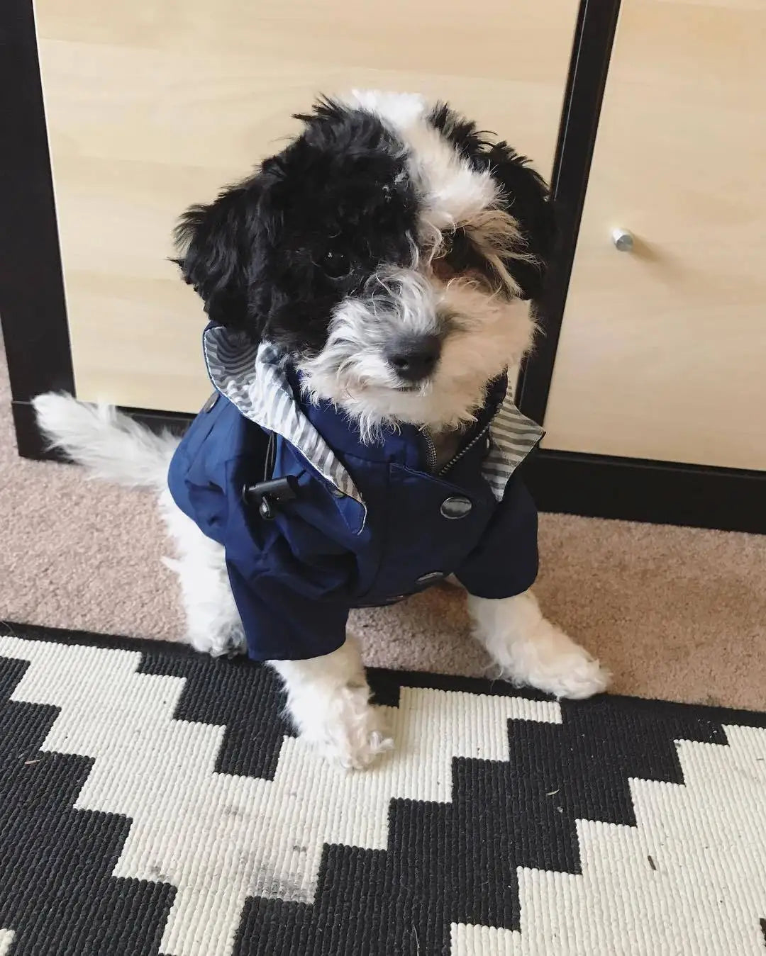 Stylish Colorful Hooded Waterproof Dog Rain Coat