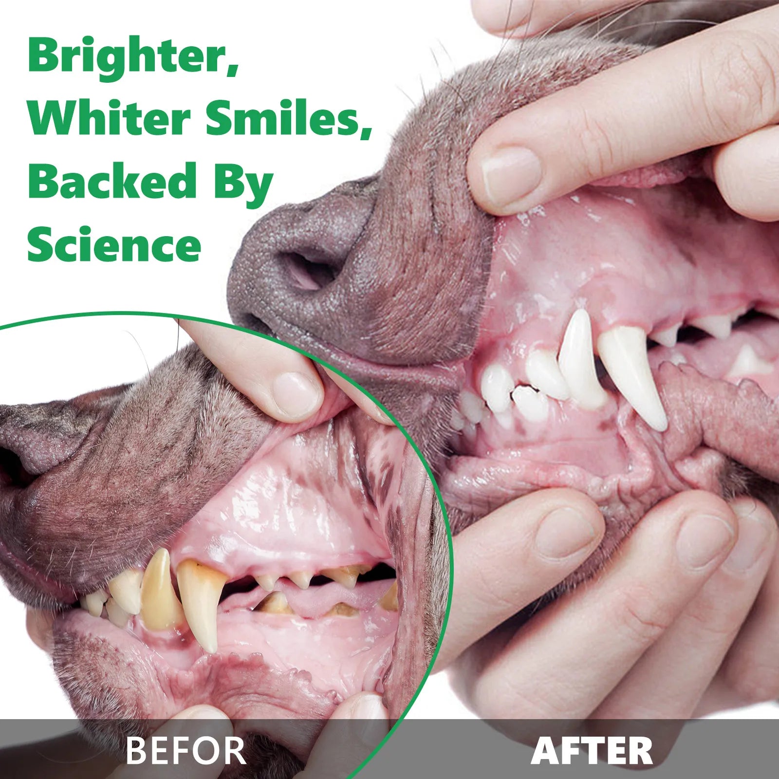 Vet Recommended Pet Dental Cleaning Powder