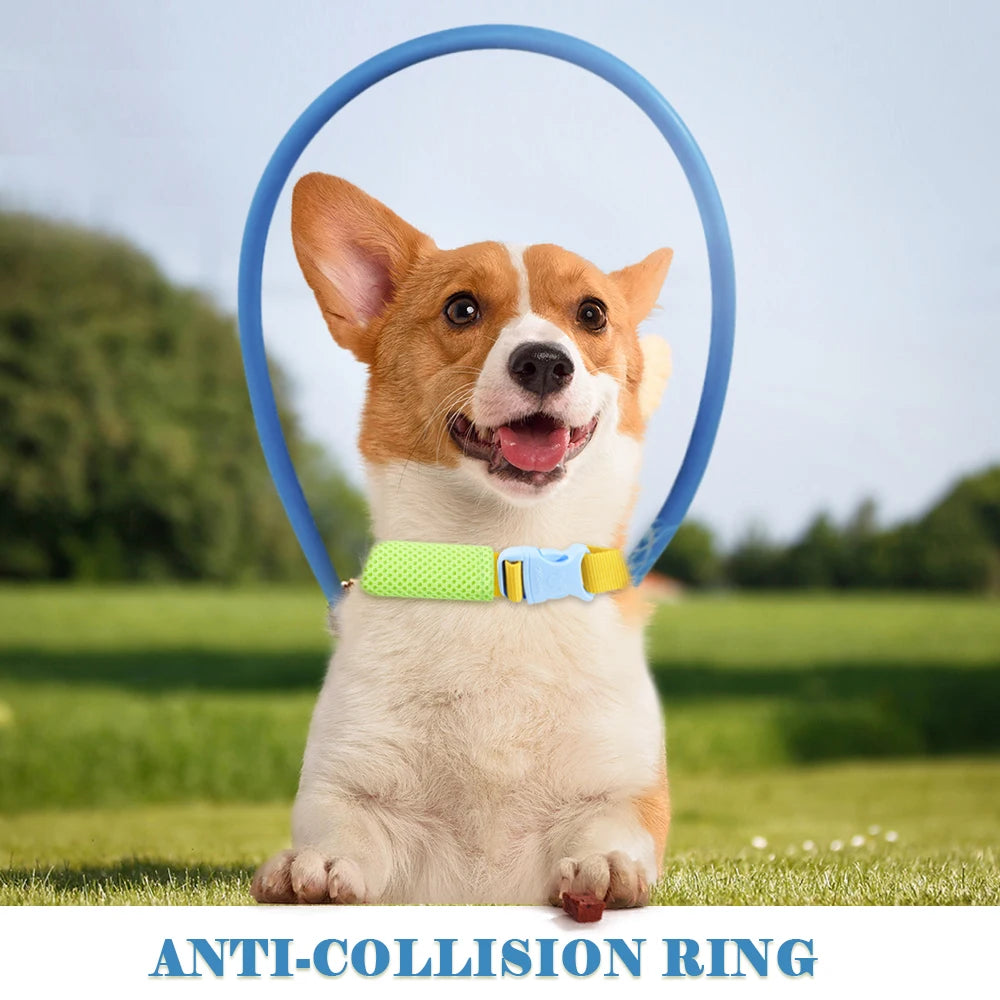 Anti-Collision Dog Collar