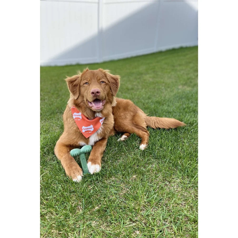 Chicken Flavor Easy-Hold Power Chew Bone Toy